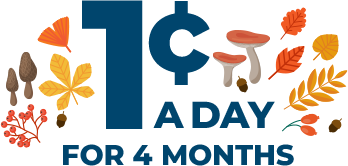 1¢ a day for 4 months